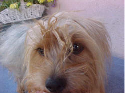 silky terrier haircut